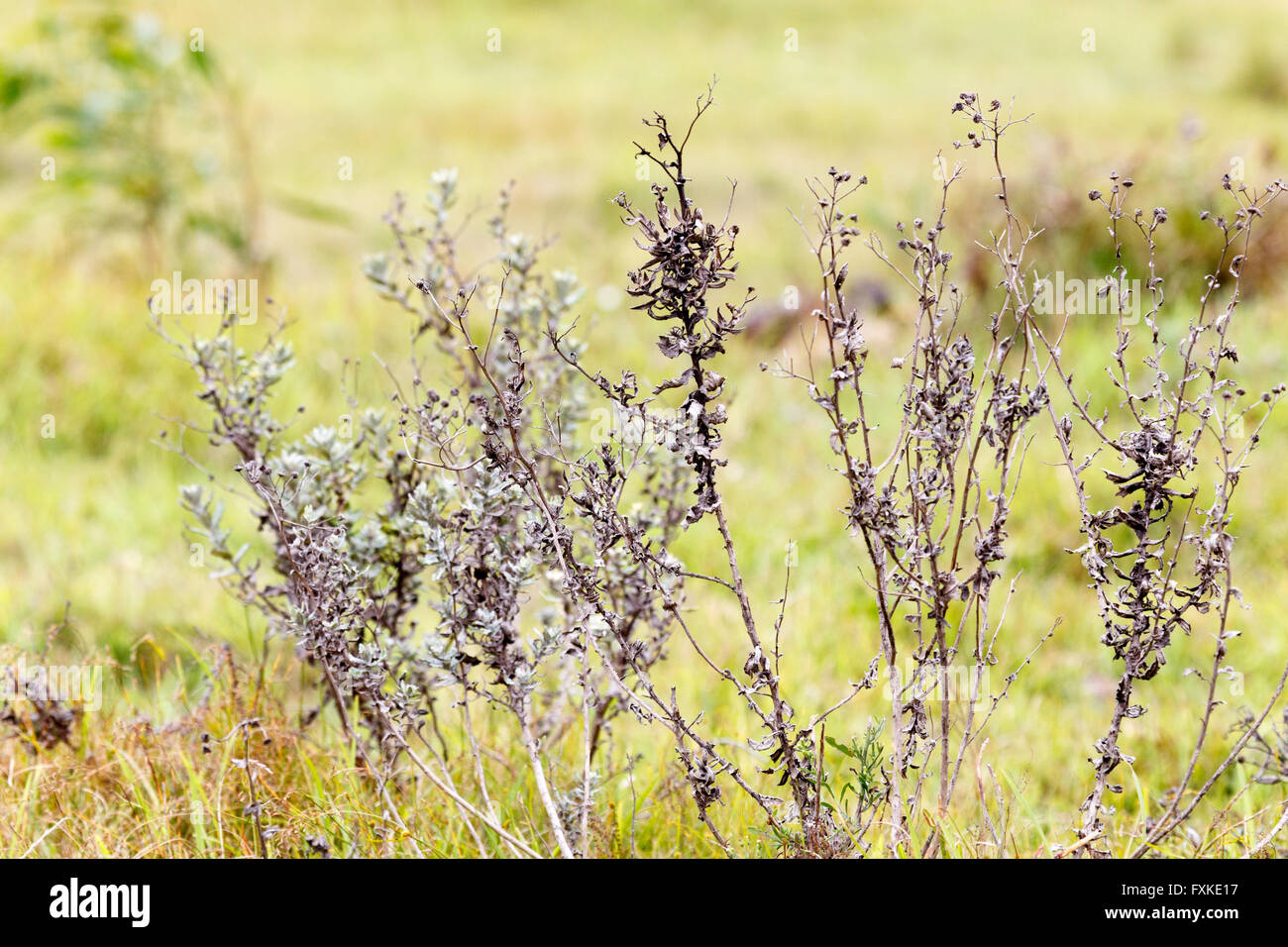 Fleur Banque D'Images