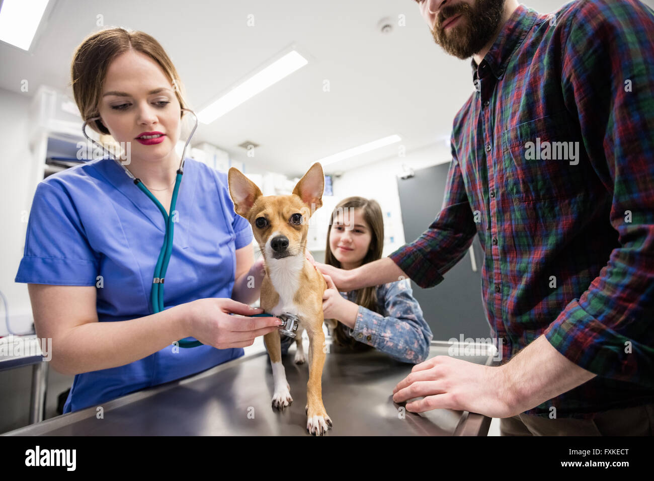 L'examen vétérinaire chien avec son propriétaire Banque D'Images