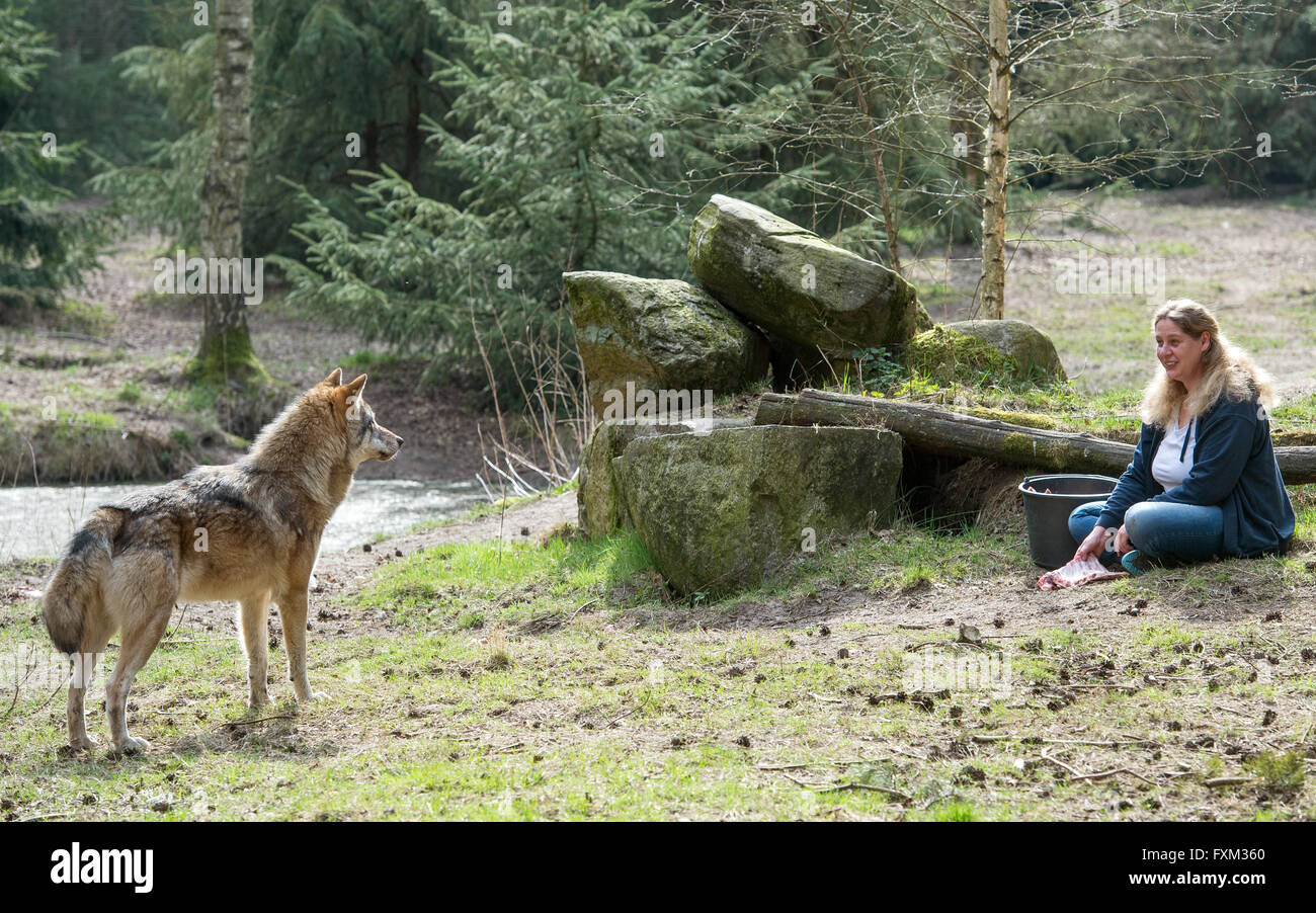 Schoenebeck brut, de l'Allemagne. 5ème apr 2016. Imke Heyter, chef de Wildpark Schorfheide, nourrir un loup en Allemagne, Schoenebeck brut, 5 avril 2016. Le Wildpark Schorfheide fête ses 20 ans avec une fête le 21 avril. PHOTO : PATRICK PLEUL/dpa/Alamy Live News Banque D'Images