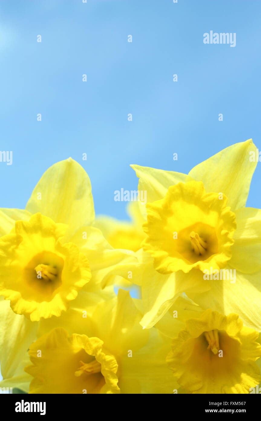 Les jonquilles (Narcissus) fleurissent contre un ciel bleu clair sur une journée de printemps ensoleillée dans le Derbyshire, Angleterre Royaume-uni - village Banque D'Images