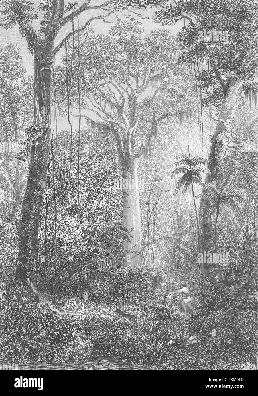 Brésil : Ian Rhind : Forêt Flore Faune Man shooting, antique print 1855 Banque D'Images