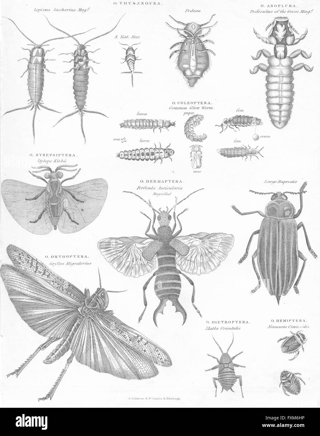 Histoire naturelle des insectes : Les insectes II I, ancien c1849 Banque D'Images