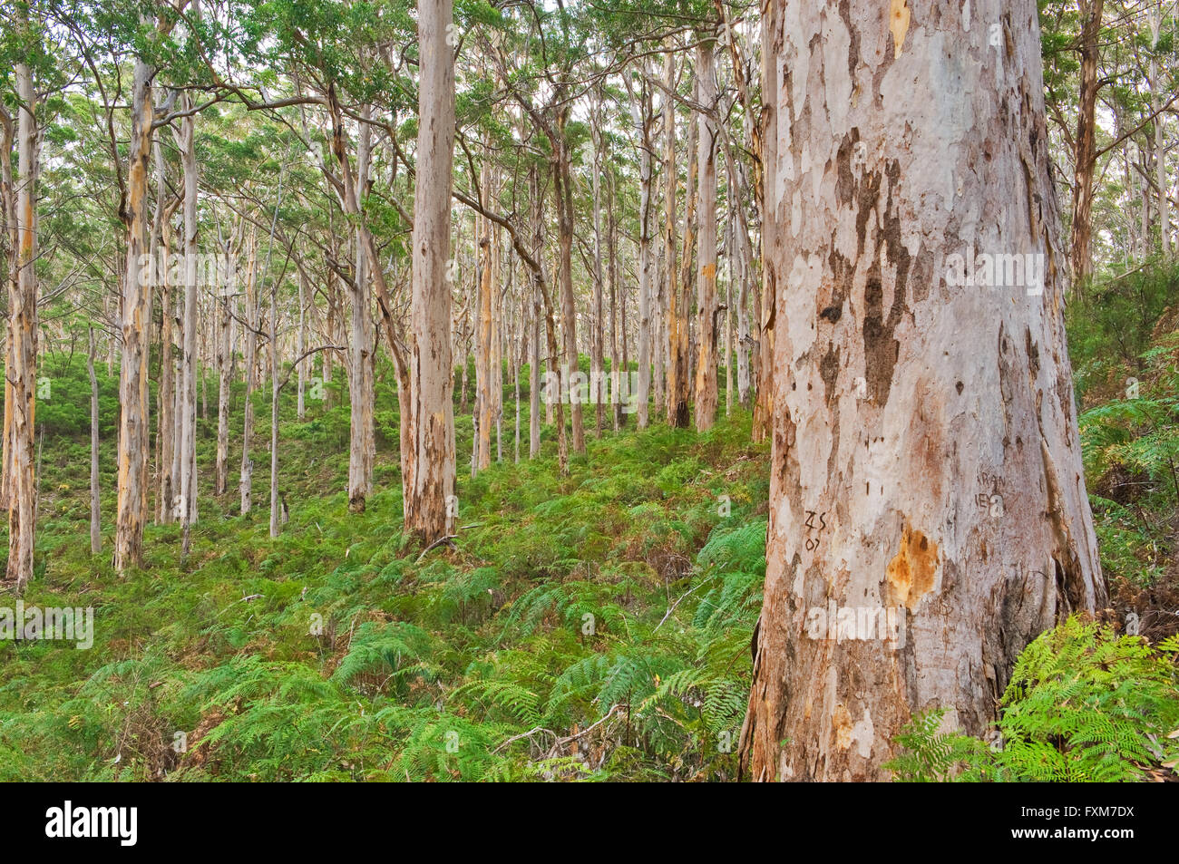 Hauteur des arbres en forêt Boranup Karri. Banque D'Images