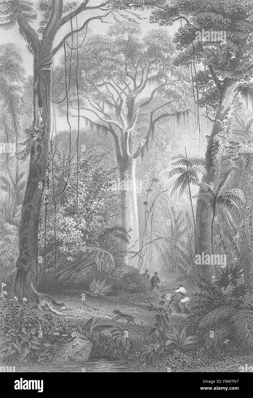 Brésil : Ian Rhind : Forêt Flore Faune Man shooting, antique print 1868 Banque D'Images