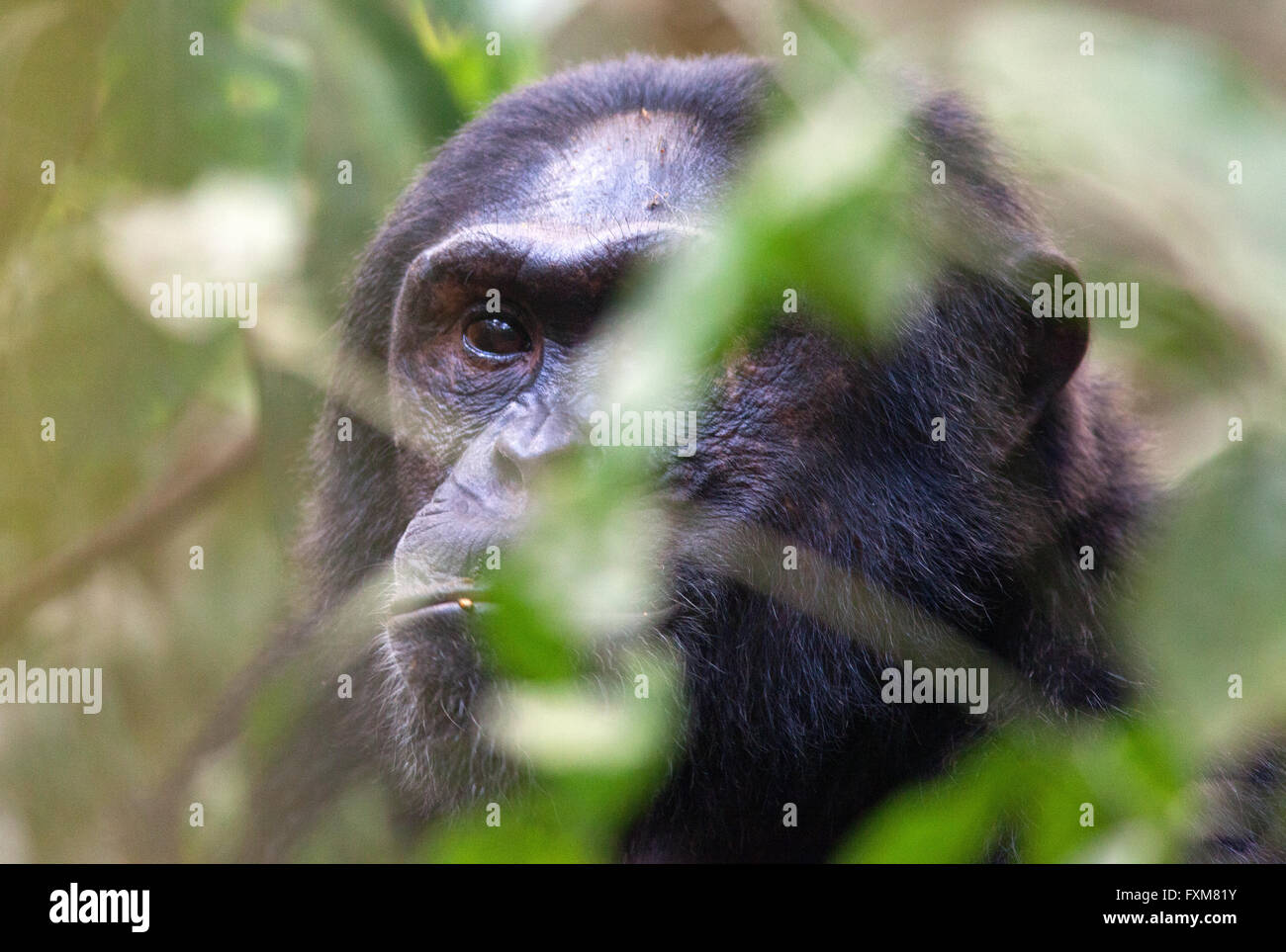 Photographie par © Jamie Callister. Chimpanzee Trekking dans le Parc National de la forêt de Kibale, en Ouganda, en Afrique centrale, 27 février 2016 Banque D'Images