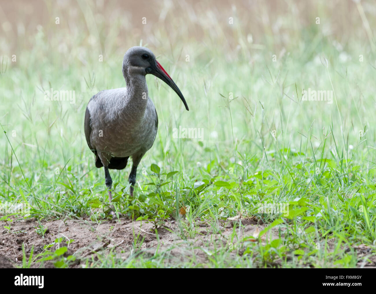 (Bostrychia hagedash Ibis hagedash) dans le parc national Kruger, Afrique du Sud Banque D'Images