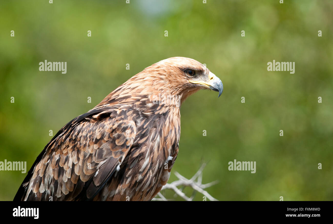 Aigle (Aquila rapax) dans le parc national Kruger, Afrique du Sud Banque D'Images