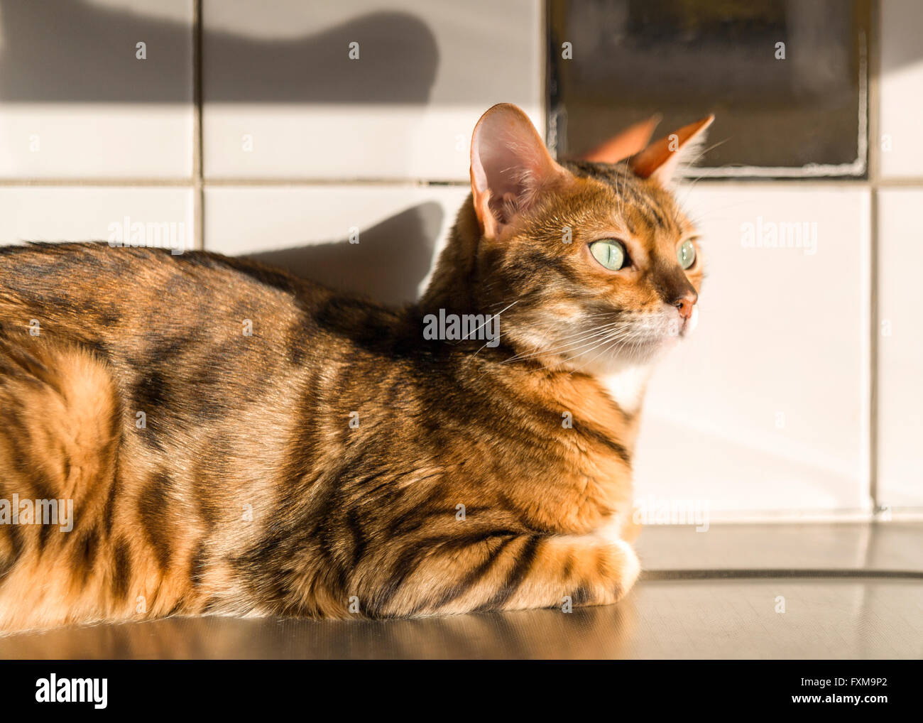 Bengal femelle se détendre dans la chaleur de la lumière du soleil sur le comptoir de la cuisine modèle libération : N° des biens : oui (cat). Banque D'Images