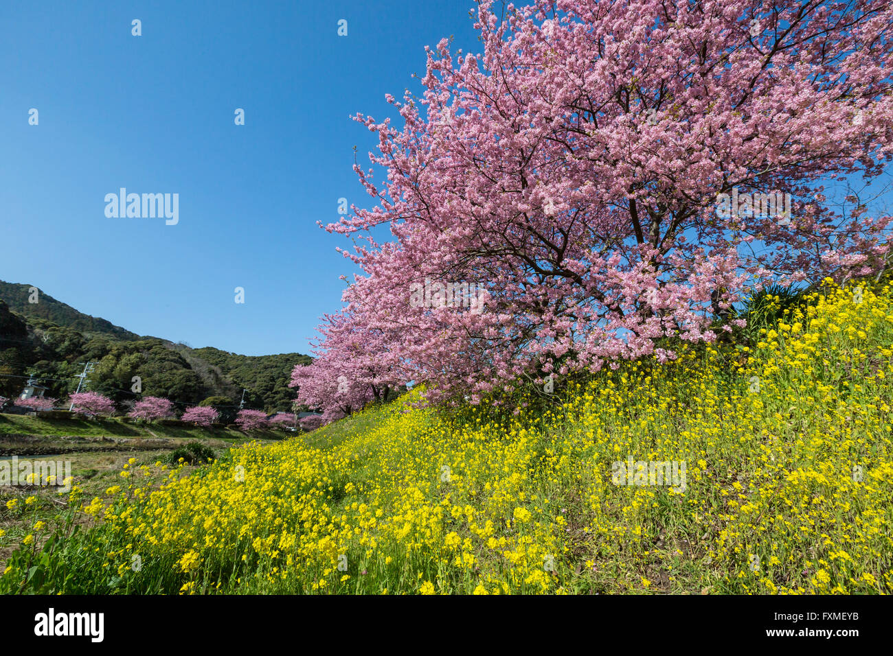 Les fleurs de cerisier, Shizuoka, Japon Banque D'Images