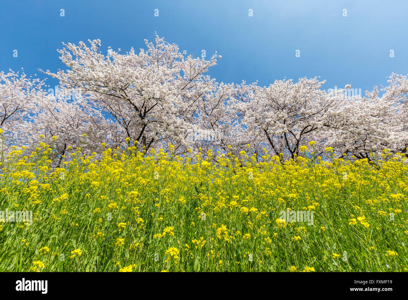 Les fleurs de cerisier à Aoge Horikawa, Kuki, Japon Banque D'Images