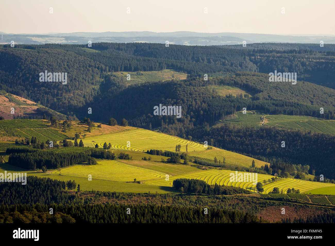 Vue aérienne, fauchés en prairies supérieur Schanze, Schmallenberg, région de Hochsauerland, Rhénanie du Nord-Westphalie, Allemagne, Europe, Banque D'Images