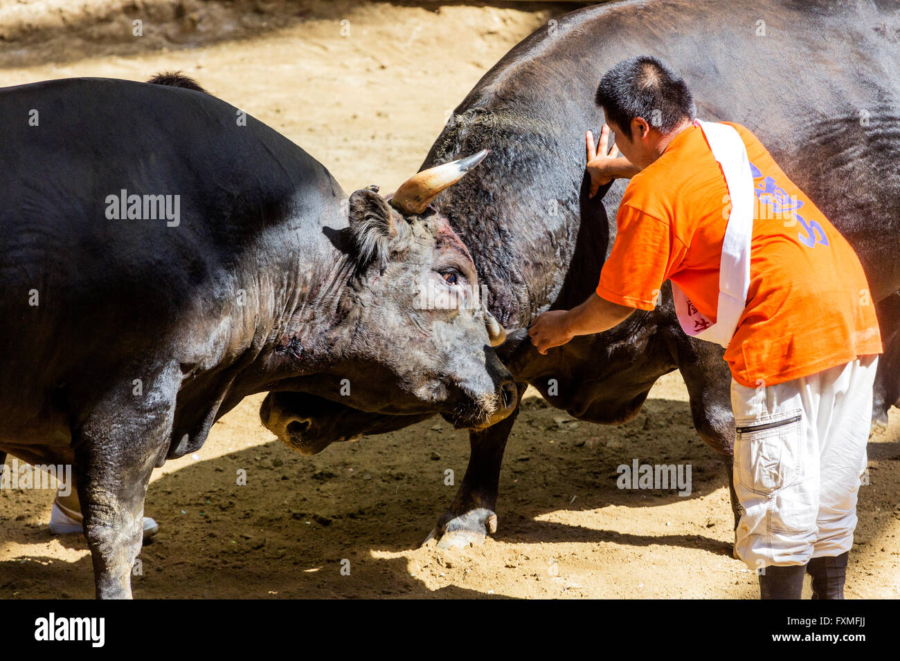 La corrida sur l'île de Tokunoshima, Kagoshima, Japon Banque D'Images