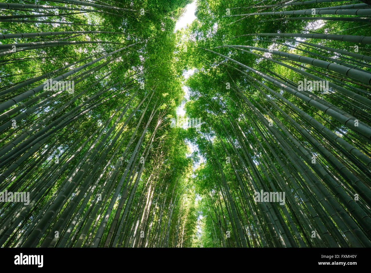 Forêt de bambous à Arashiyama, Kyoto, Japon Banque D'Images