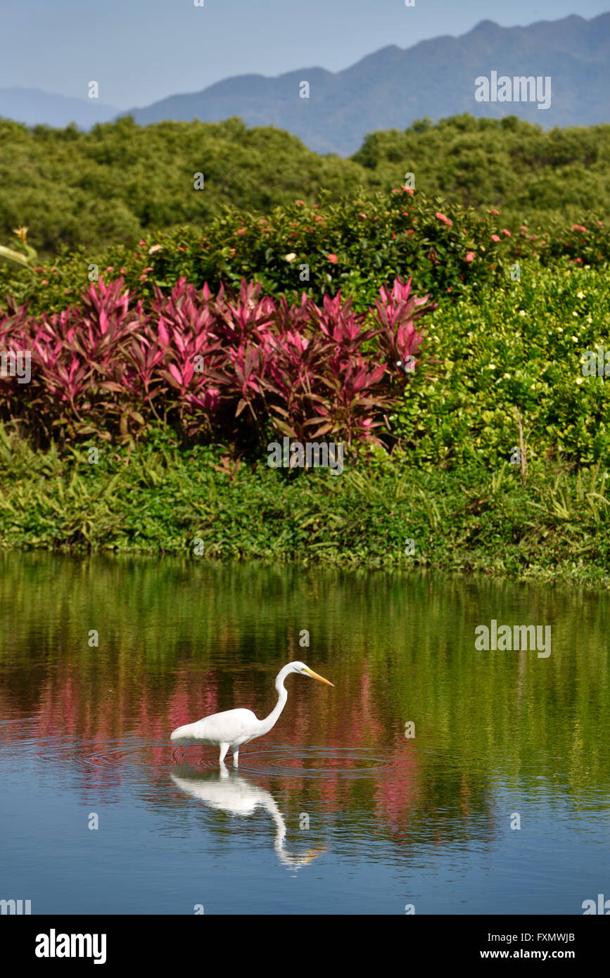 Grande Aigrette à la pêche dans un étang avec des plantes tropicales et des montagnes de la Sierra Madre au Mexique Banque D'Images
