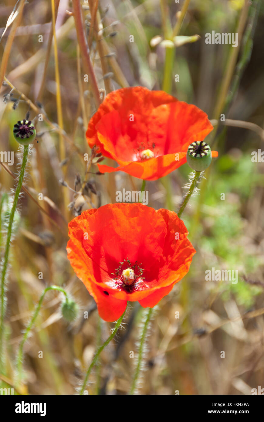 Fleurs de pavot rouge dans un champ au printemps, Papaver rhoeas Banque D'Images