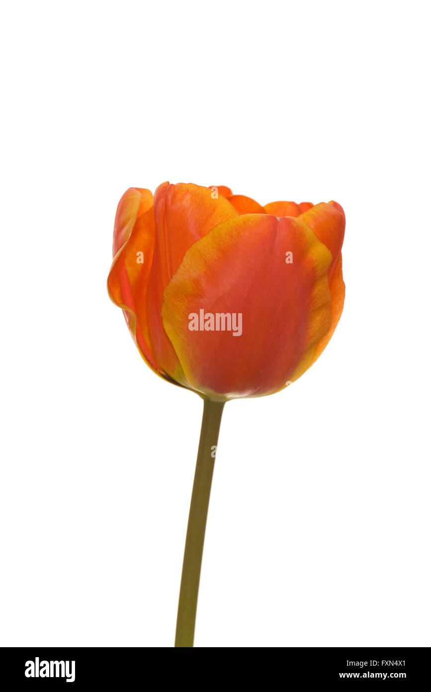 Close up of apeldoorn tulipe d'élite Banque D'Images