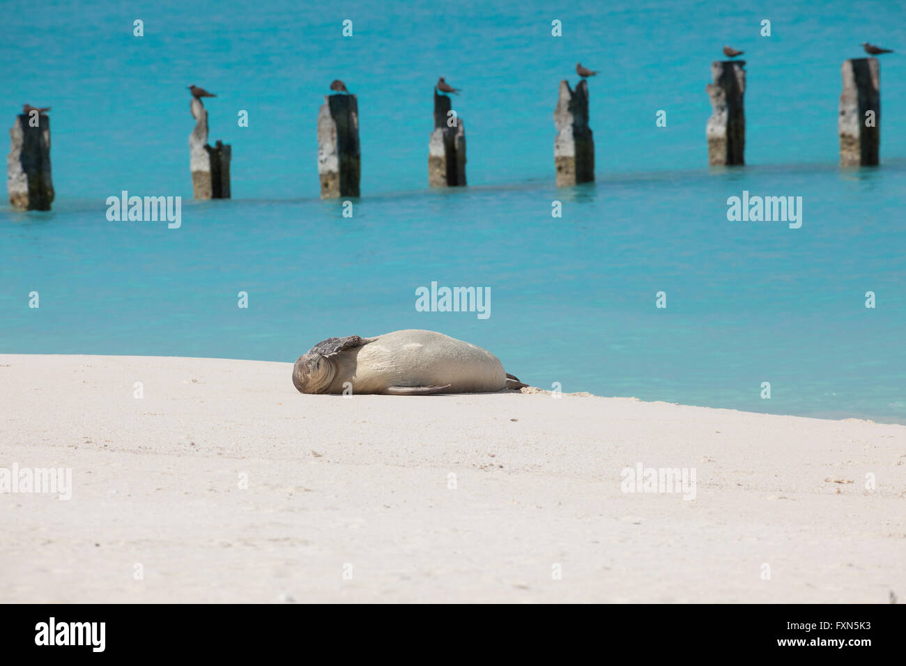 Le phoque moine hawaiien, Neomonachus schauinslandi, Espèces en danger critique d'extinction, endémique de Hawaii, l'île de Sable, l'atoll de Midway, USA Banque D'Images