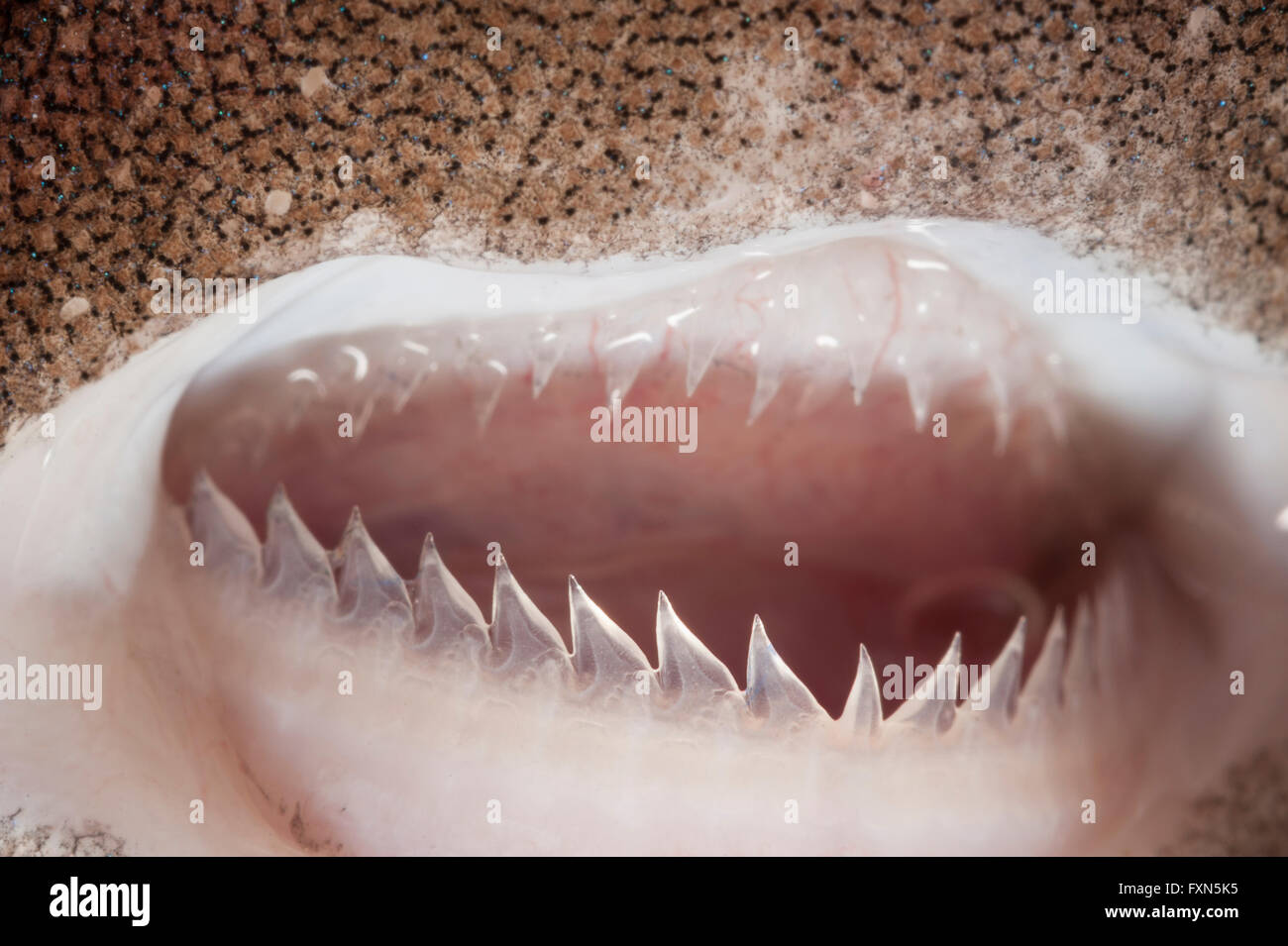 Dents de requin pygmée, Euprotomicrus bispinatus (c), une des plus petites espèces de requins ; ce spécimen d'environ 15 cm, New York Banque D'Images