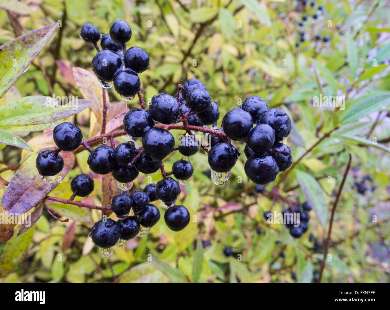Bleu profond et brillant sur les baies d'un arbuste du troène sauvage dans la pluie, Ligustrum vulgare, à l'automne Banque D'Images