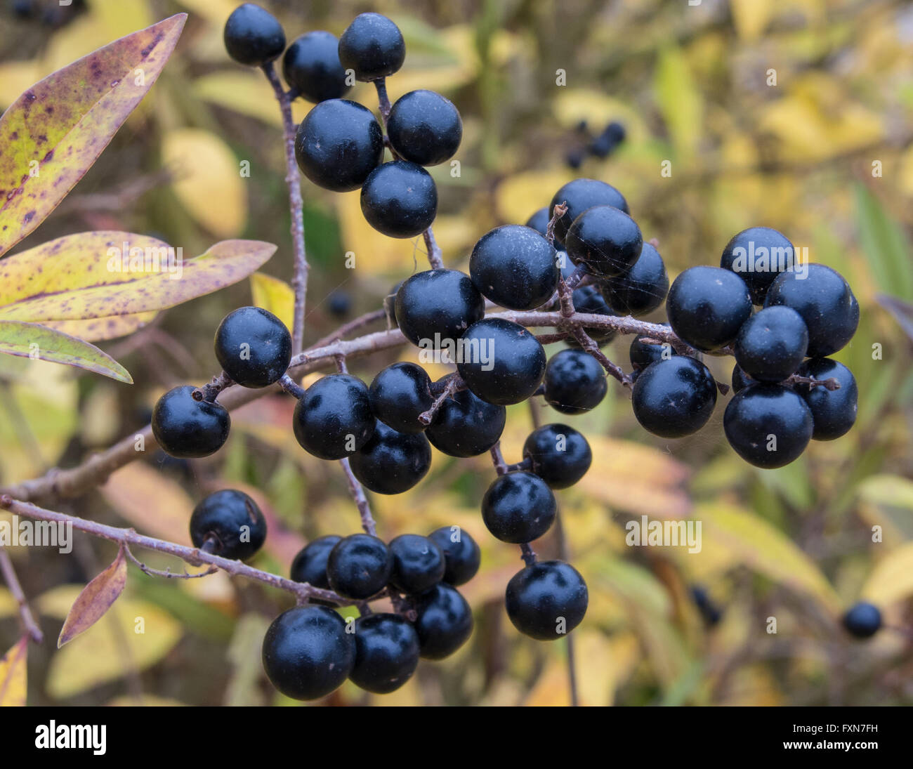 Bleu profond et brillant sur les baies d'un arbuste de la sauvage troène, Ligustrum vulgare, à l'automne Banque D'Images