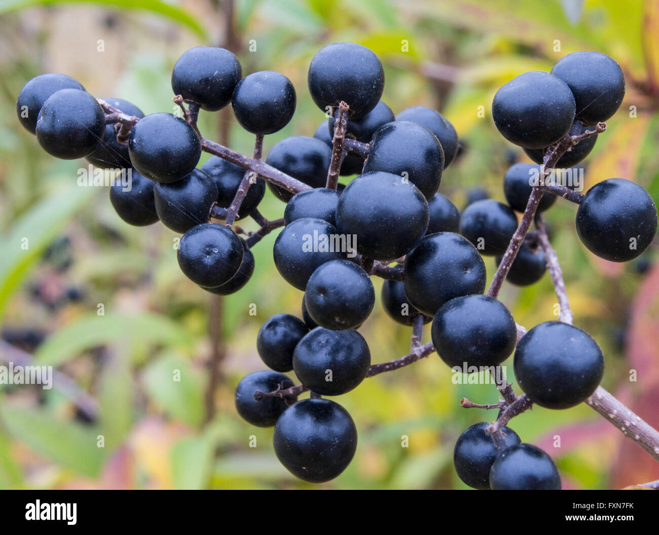 Bleu profond et brillant sur les baies d'un arbuste de la sauvage troène, Ligustrum vulgare, à l'automne Banque D'Images