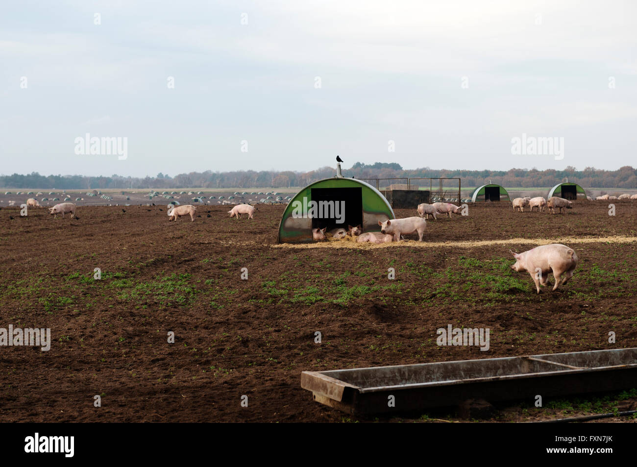 Porcs en plein air, Sutton Heath, Suffolk, UK. Banque D'Images
