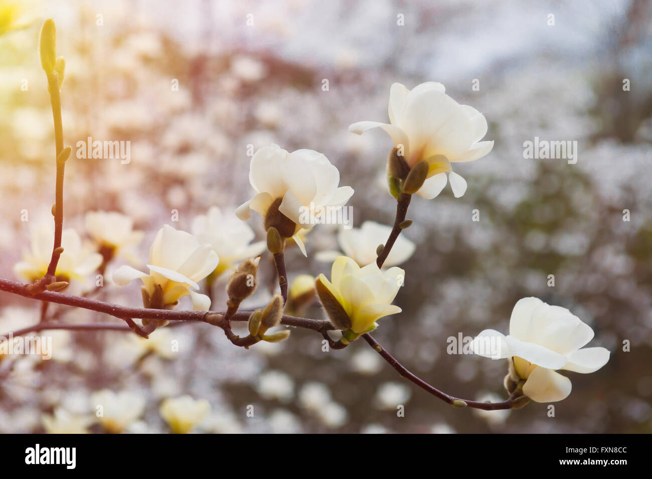 Close up of white magnolia fleur sur un arbre en fleurs Banque D'Images