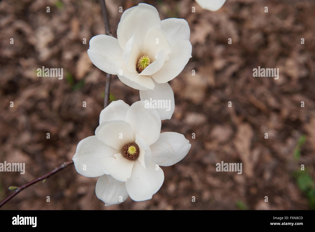 Close up de deux fleurs blanches sur un arbre en fleurs Banque D'Images