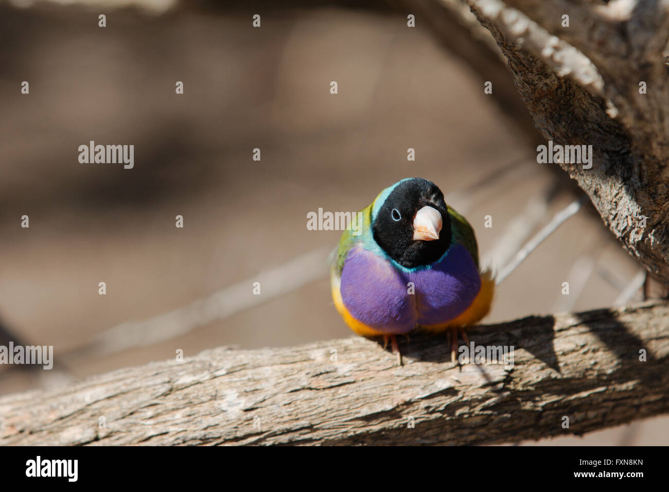 Un mâle gouldian finch assis sur une branche. Banque D'Images