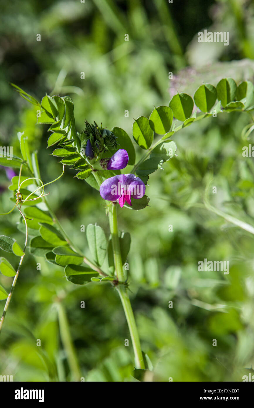 Vicia sativa Banque D'Images