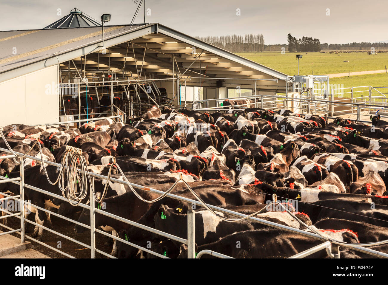 Troupeau de vaches laitières Holstein frisons prêt pour la traite à l'abri de lait près de Ashburton,Milieu Canterbury,Île du Sud, Nouvelle-Zélande Banque D'Images