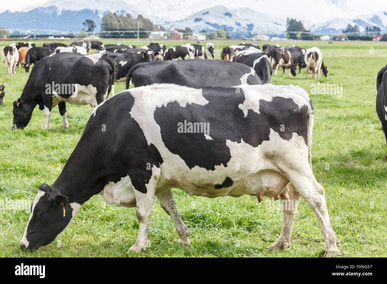 Troupeau de vaches laitières Holstein Frisons le pâturage dans le domaine de l'herbe verte près de Ashburton,Milieu Canterbury,Île du Sud, Nouvelle-Zélande Banque D'Images