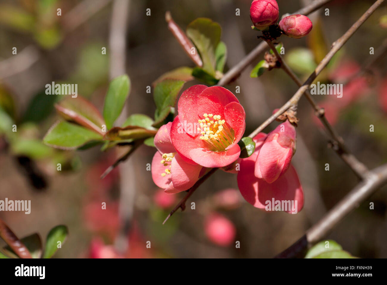 Flowering Quince (Chaenomeles speciosa) originaire de Chine, le Japon, la Corée, le Bhoutan et la Birmanie - USA Banque D'Images