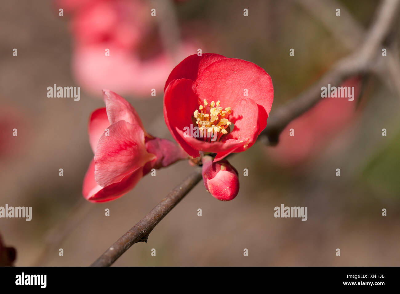 Flowering Quince (Chaenomeles speciosa) originaire de Chine, le Japon, la Corée, le Bhoutan et la Birmanie - USA Banque D'Images