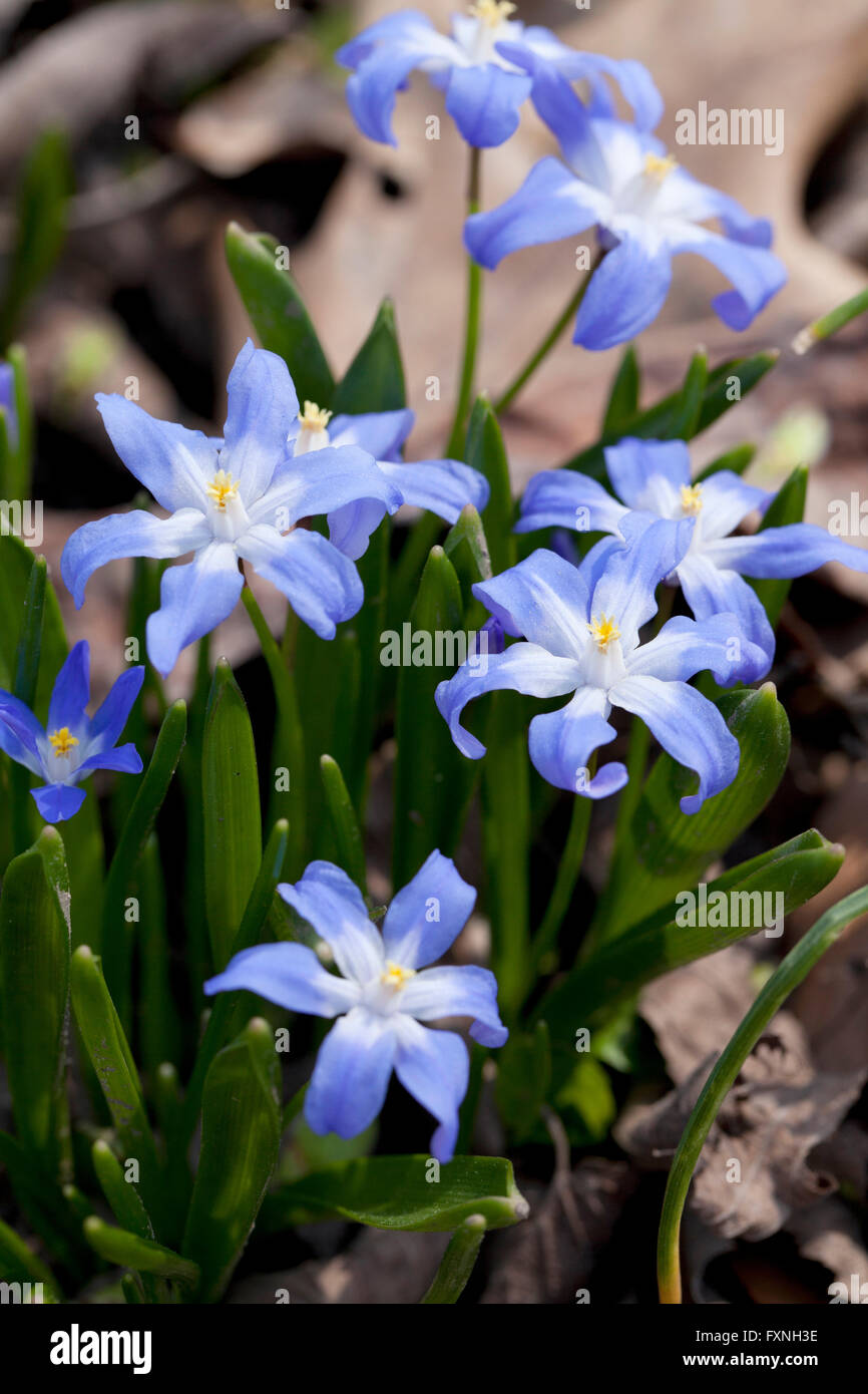 Gloire de la fleurs de neige (Chionodoxa luciliae) originaire de Turquie - USA Banque D'Images