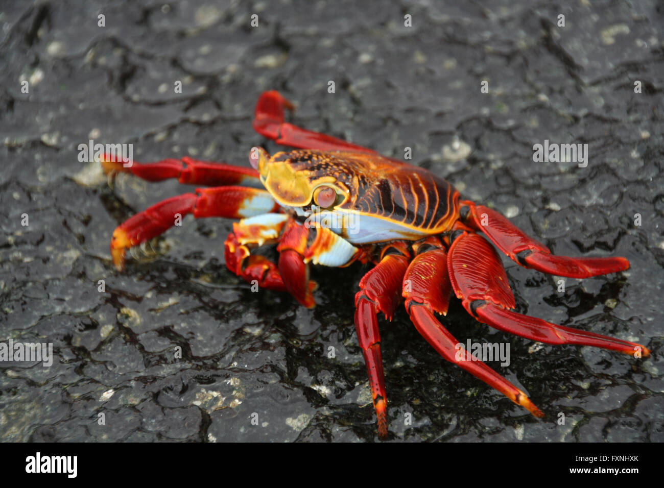 Red Rock Galapagos, crabe Grapsus grapsus Banque D'Images