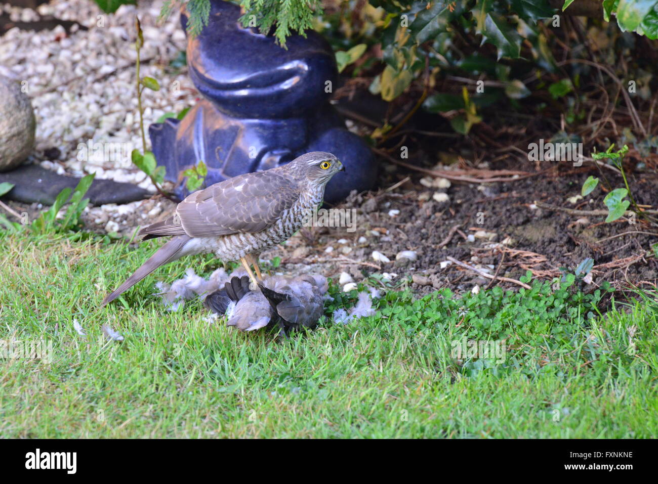 Un Épervier de manger un pigeon à un jardin en Angleterre au printemps Banque D'Images