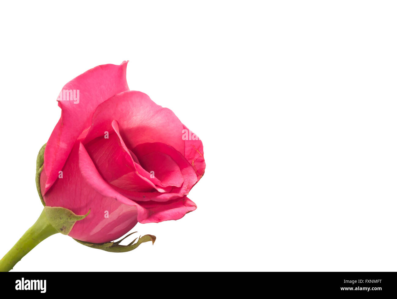 Seule rose rose sur fond blanc,valentine day Banque D'Images