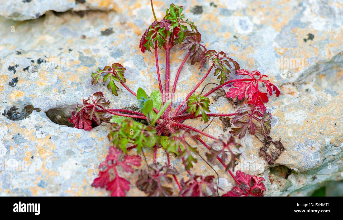 Close up of grass growning sur un rocher Banque D'Images