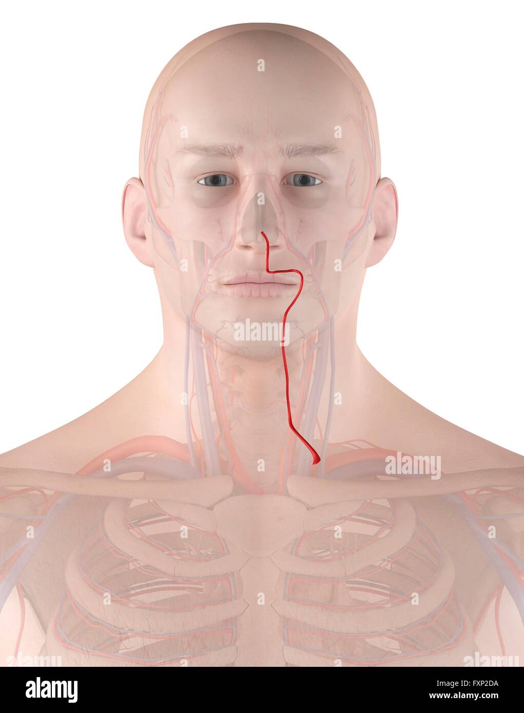 Les droits de l'artère faciale, illustration de l'ordinateur. Banque D'Images