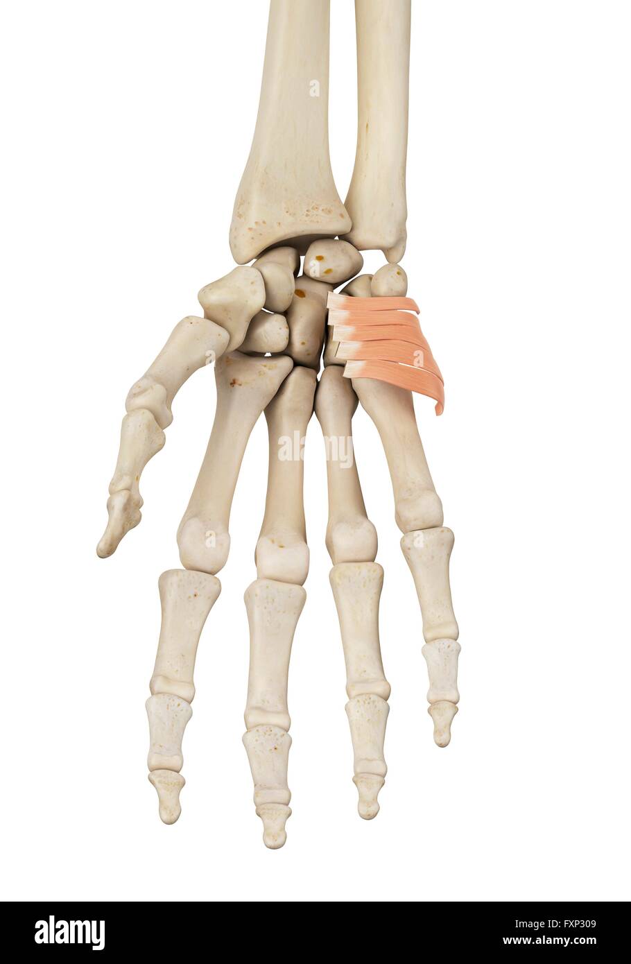 La main de l'anatomie, l'illustration de l'ordinateur. Banque D'Images