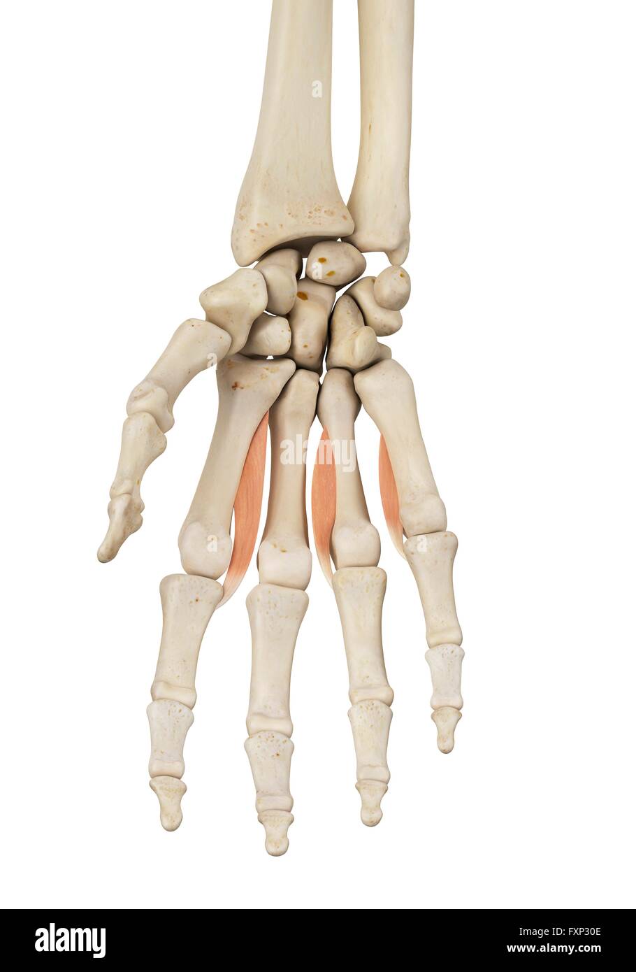 La main de l'anatomie, l'illustration de l'ordinateur. Banque D'Images