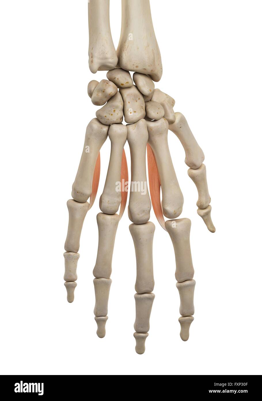 La main de l'anatomie, l'illustration de l'ordinateur. Banque D'Images