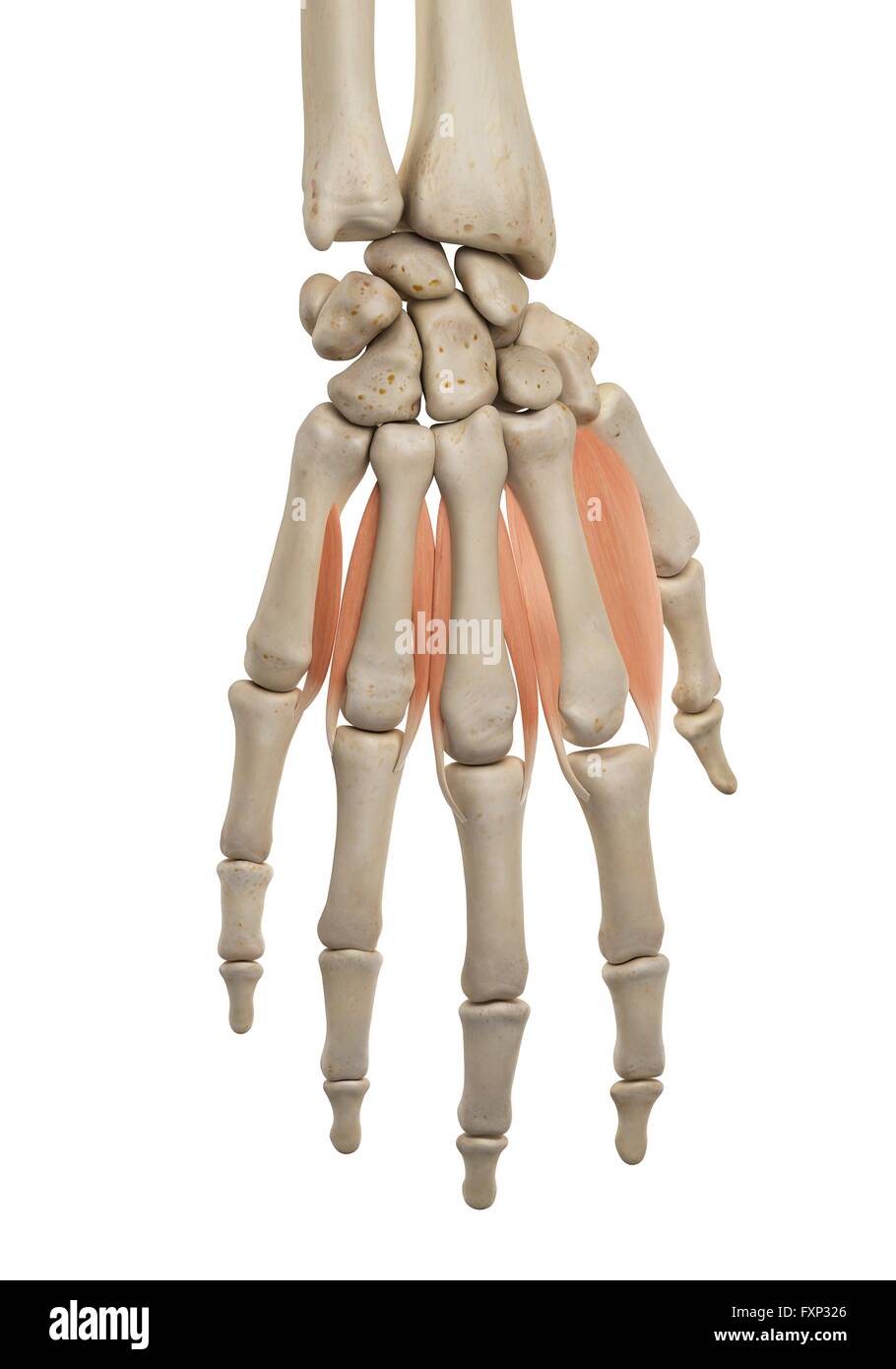 Les muscles de la main de l'ordinateur, l'illustration. Banque D'Images