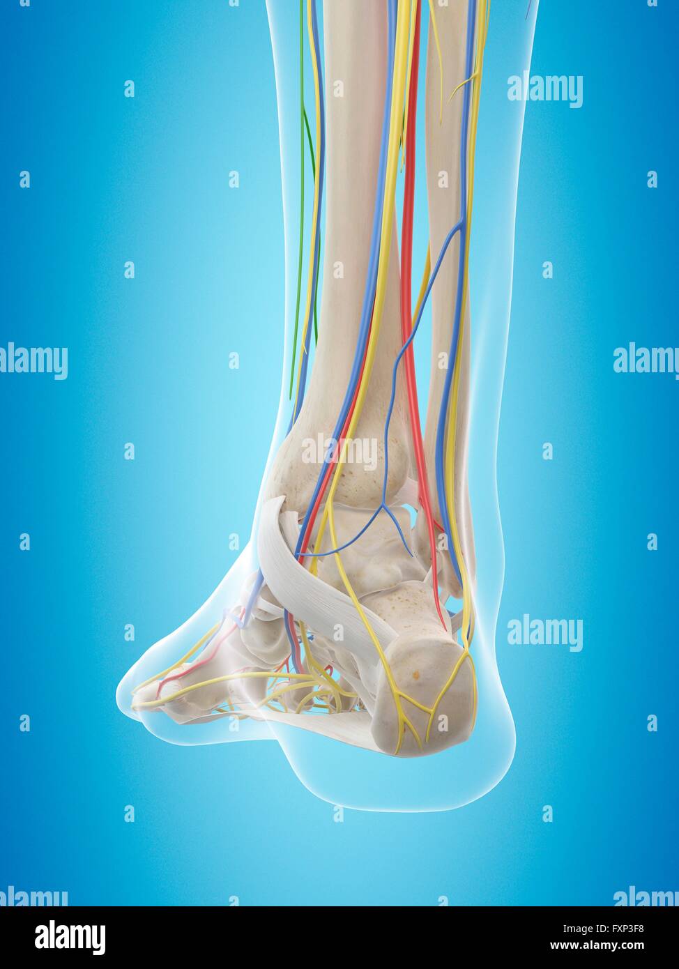 Anatomie du pied de l'ordinateur, l'illustration. Banque D'Images
