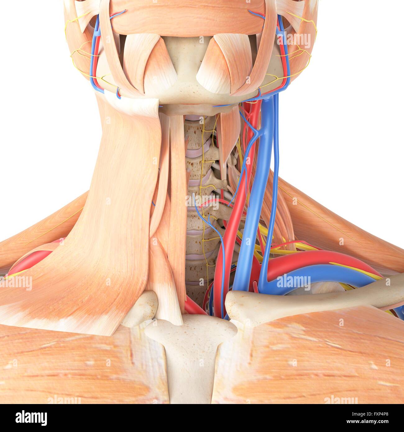 Anatomie du cou humain Banque de photographies et d’images à haute
