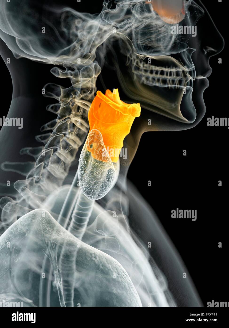 Le larynx, l'illustration de l'ordinateur. Banque D'Images
