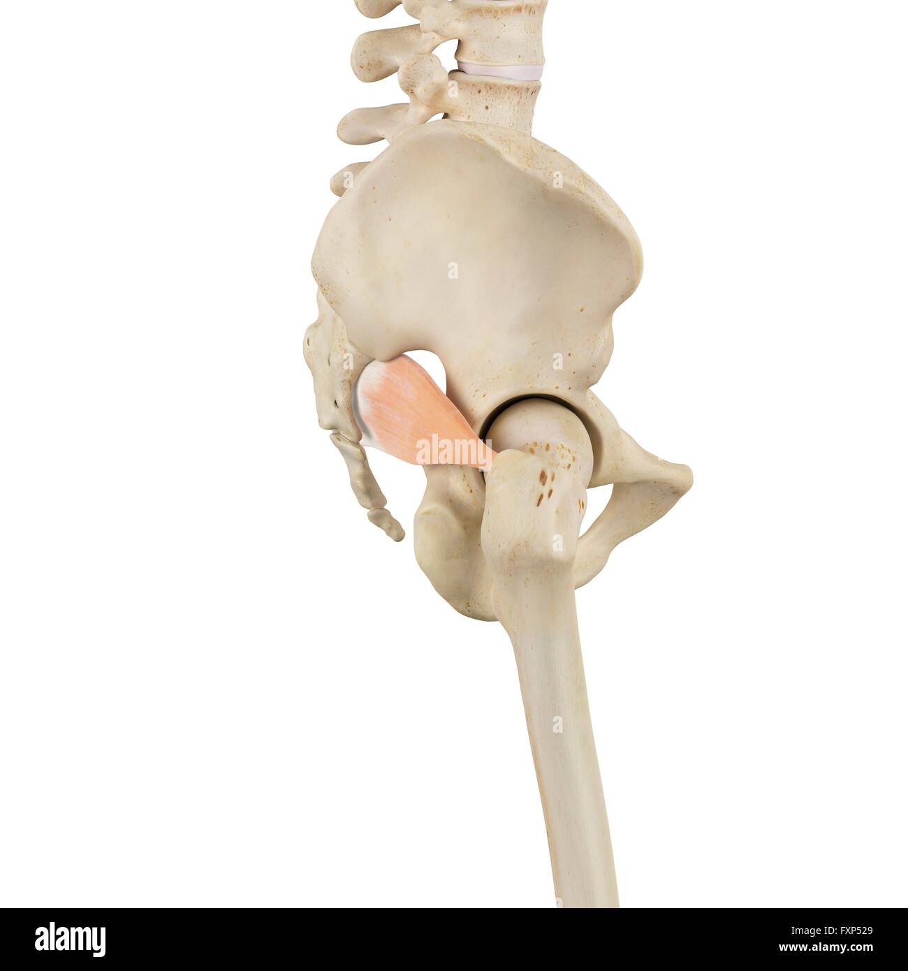 Les muscles de la hanche, l'illustration de l'ordinateur. Banque D'Images