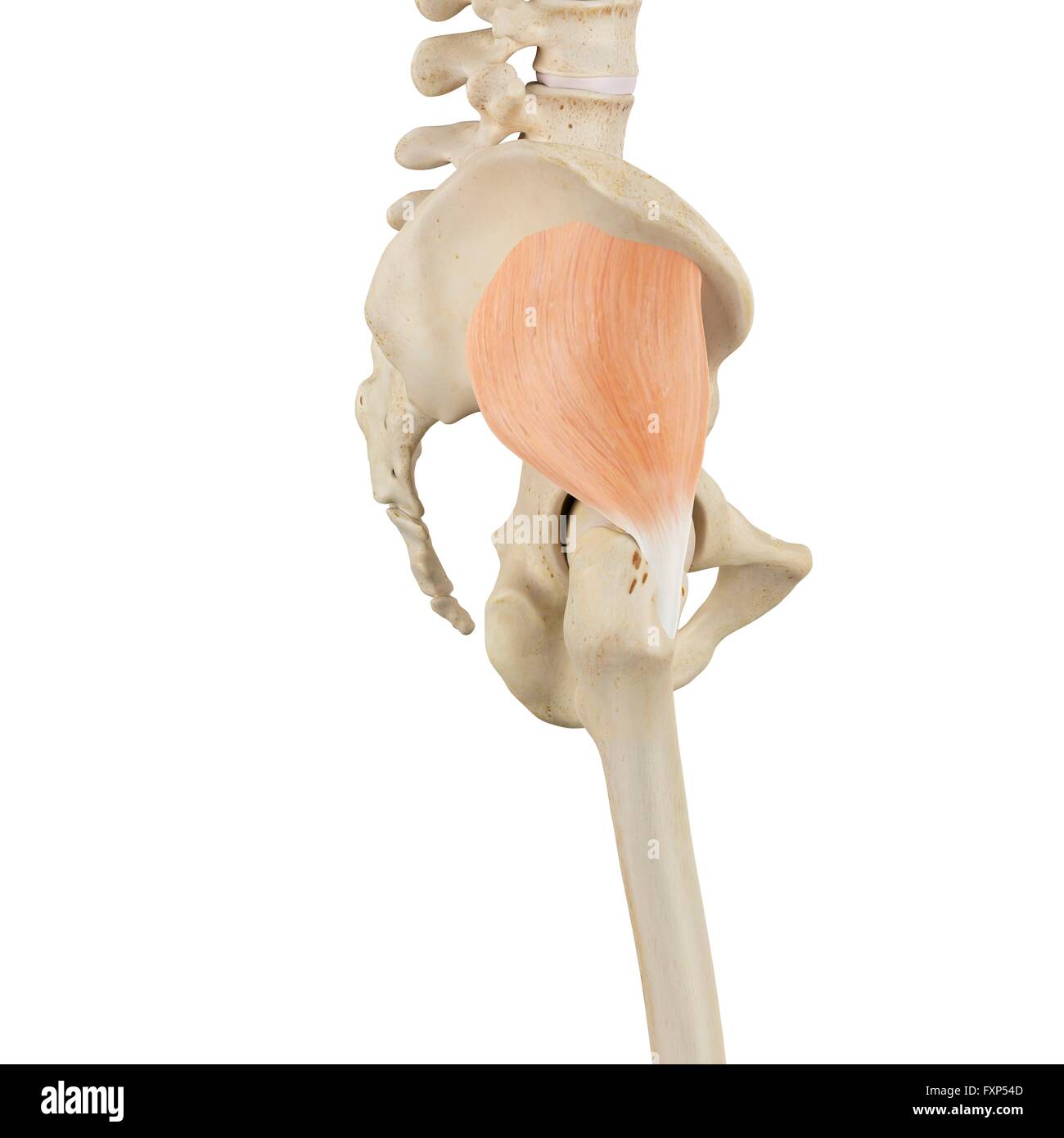 Les muscles de la hanche, l'illustration de l'ordinateur. Banque D'Images