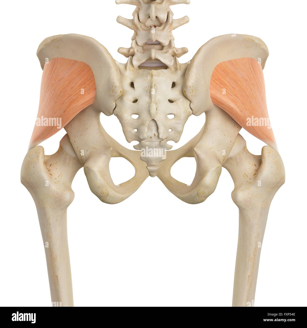 Les muscles de la hanche, l'illustration de l'ordinateur. Banque D'Images